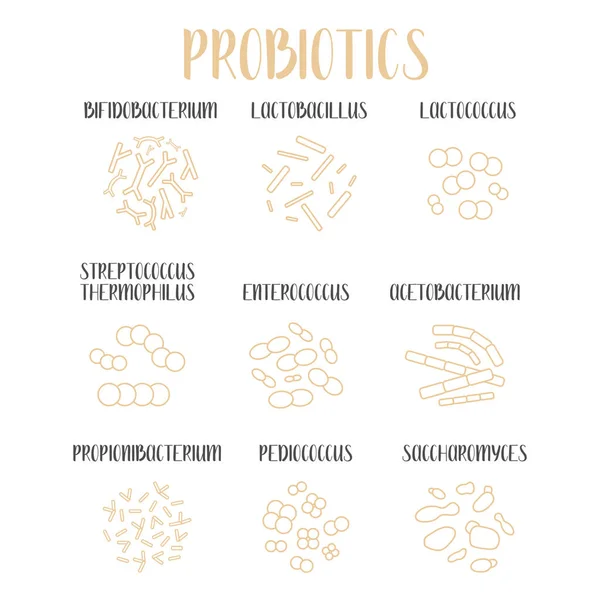 Probióticos Bacterias Del Ácido Láctico Buenas Bacterias Microorganismos Para Salud — Vector de stock