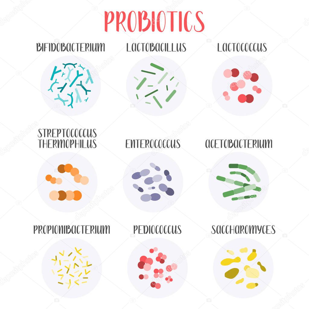 Probiotics. Lactic acid bacteria. Good bacteria and microorganisms for gut and intestinal flora health. Microbiome. Bifidobacterium, lactobacillus,  lactococcus, thermophilus streptococcus, propionibacterium. Vector big set