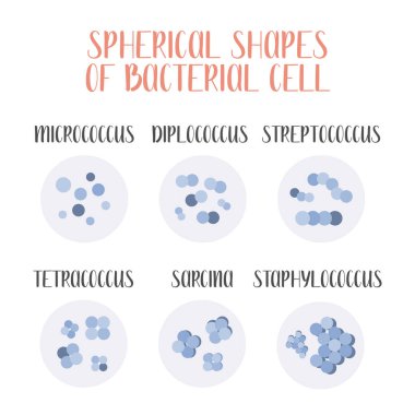 Bacteria classification. Spherical shapes of bacteria, cocci. Types and different forms of bacterial cells. Morphology. Microbiology. Vector flat illustration clipart