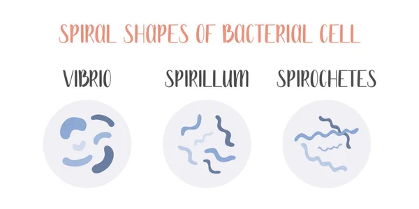 Clasificación Bacteriana Formas Espirales Bacterias Tipos Diferentes Formas Células Bacterianas — Vector de stock