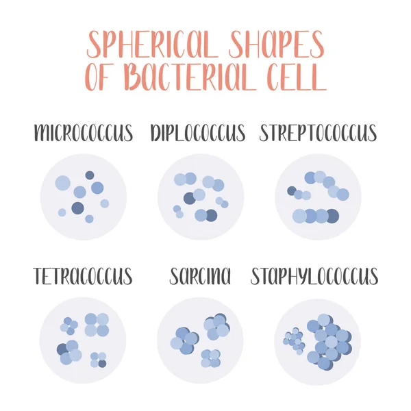 Clasificación Bacteriana Formas Esféricas Bacterias Cocos Tipos Diferentes Formas Células — Vector de stock