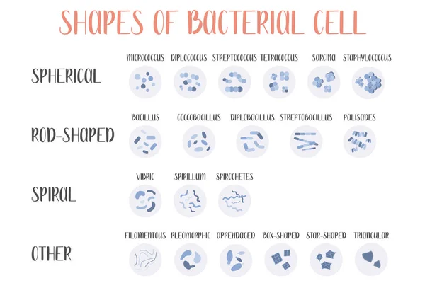 Clasificación Bacteriana Formas Bacterias Tipos Diferentes Formas Células Bacterianas Esféricas — Vector de stock
