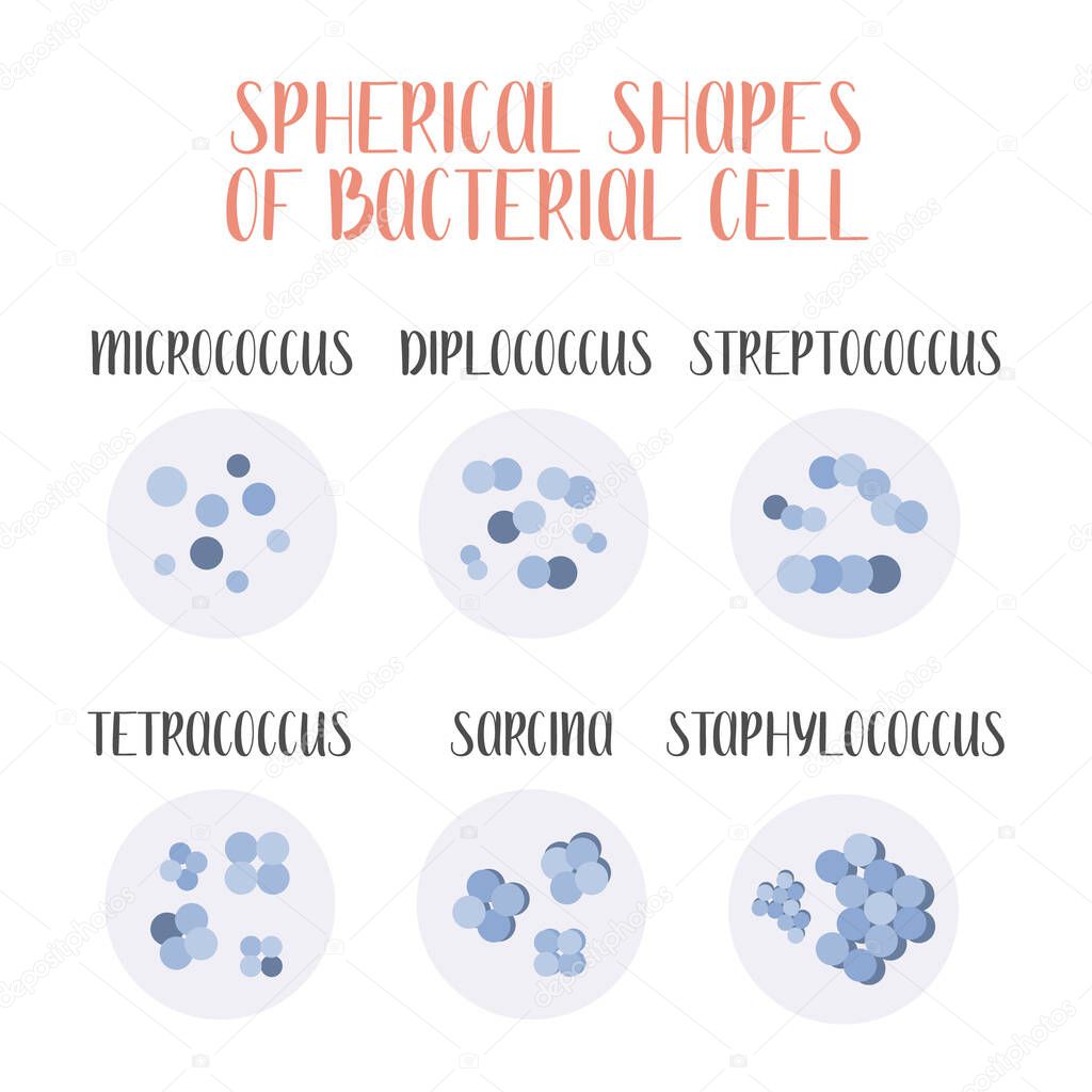 Bacteria classification. Spherical shapes of bacteria, cocci. Types and different forms of bacterial cells. Morphology. Microbiology. Vector flat illustration