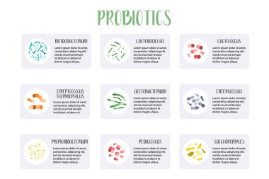 Probiotics infographic. Lactic acid bacteria. Good bacteria for gut and intestinal flora health. Microbiome. Bifidobacterium, lactobacillus, lactococcus, thermophilus streptococcus. Vector set clipart