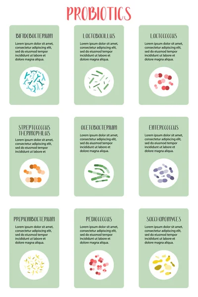 Infografía Probióticos Bacterias Del Ácido Láctico Buenas Bacterias Para Salud — Vector de stock