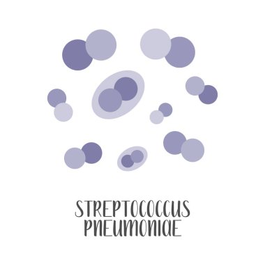 Streptococcus pneumoniae, pnömokok, patojen. Küresel, gram pozitif bakteri. Morfoloji. Mikrobiyoloji. Vektör düz resimleme