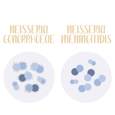 Neisseria Gonorrhoeae, Neisseria Meningitidis, patojen. Küresel, gram negatif bakteri. Morfoloji. Mikrobiyoloji. Vektör düz resimleme