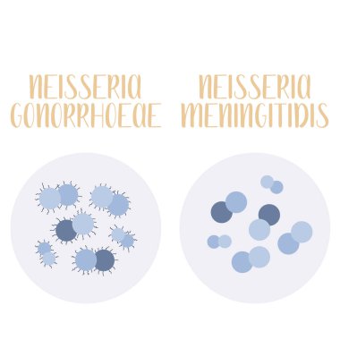 Neisseria Gonorrhoeae, Neisseria Meningitidis, pathogen. Spherical, gram-negative bacteria. Morphology. Microbiology. Vector flat illustration clipart
