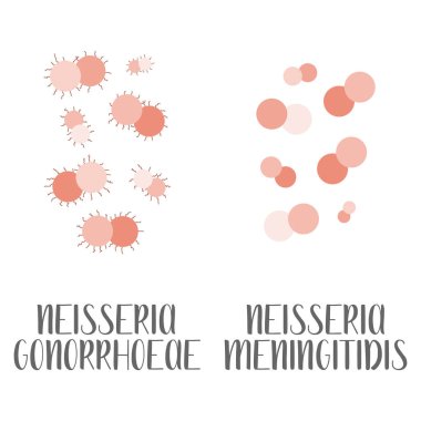 Neisseria Gonorrhoeae, Neisseria Meningitidis, patojen. Küresel, gram negatif bakteri. Morfoloji. Mikrobiyoloji. Vektör düz resimleme