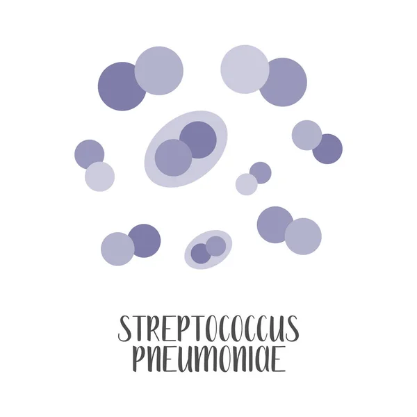 Streptococcus Pneumoniae Pneumococcus Pathogen Spherical Gram Positive Bacteria Morphology Microbiology — Stock Vector
