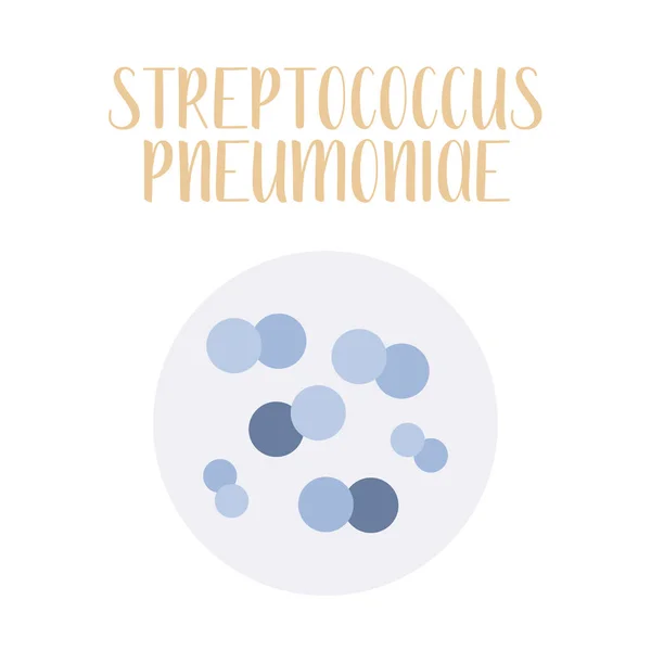 Streptococcus Pneumoniae Pneumococcus Patógeno Bacterias Esféricas Grampositivas Morfología Microbiología Ilustración — Vector de stock