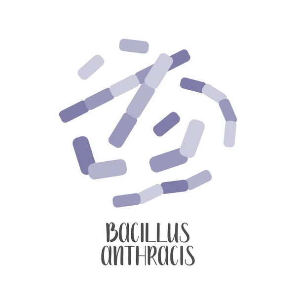 Bacillus Anthracis Patógeno Bacterias Grampositivas Forma Varilla Morfología Microbiología Ilustración — Vector de stock