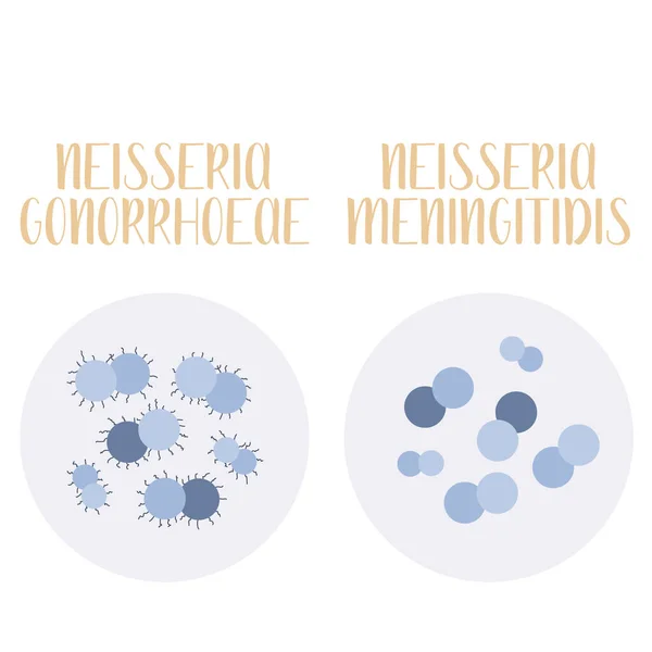 Neisseria Gonorrhoeae Neisseria Meningitidis Pathogen Spherical Gram Negative Bacteria Morphology — Stock Vector