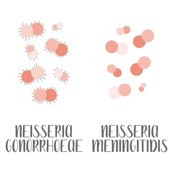 Neisseria Gonorrhoeae Neisseria Meningitidis Patógeno Bacterias Esféricas Gramnegativas Morfología Microbiología — Vector de stock