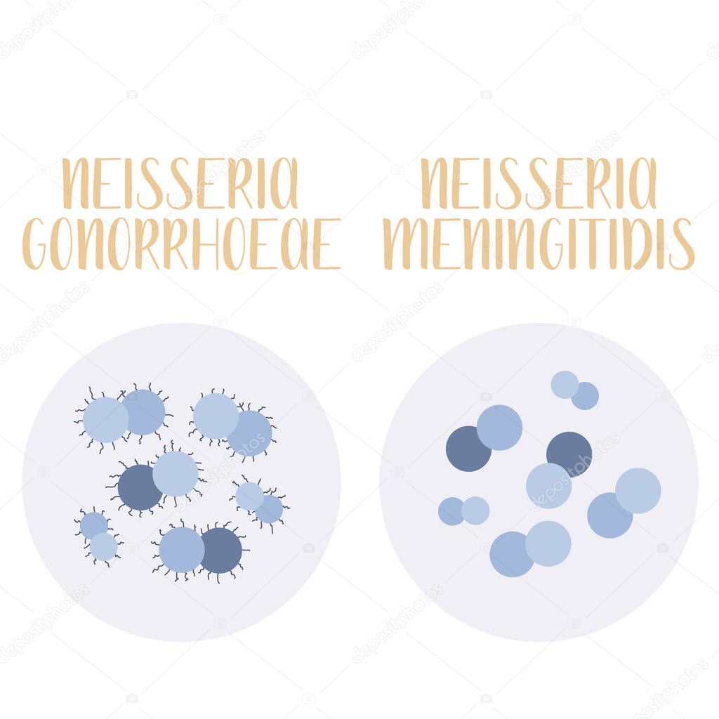 Neisseria Gonorrhoeae, Neisseria Meningitidis, pathogen. Spherical, gram-negative bacteria. Morphology. Microbiology. Vector flat illustration