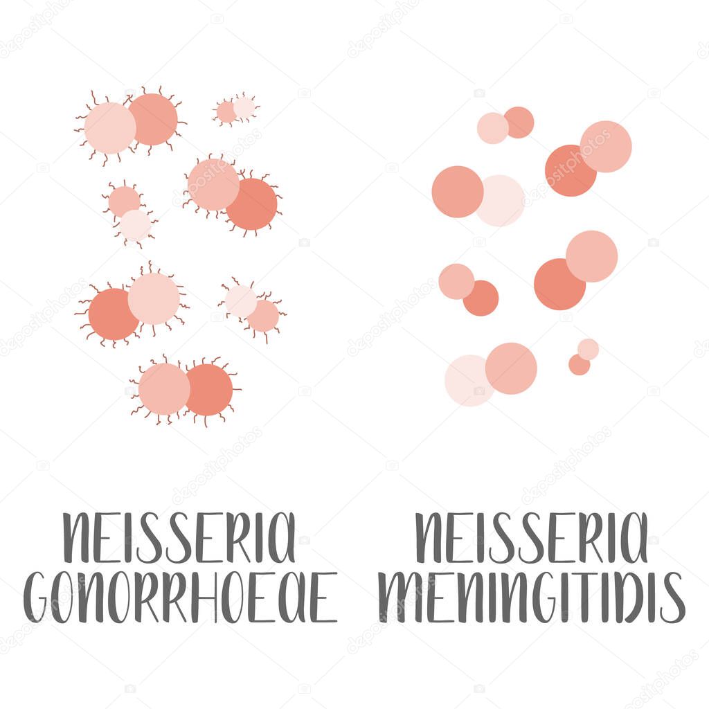 Neisseria Gonorrhoeae, Neisseria Meningitidis, pathogen. Spherical, gram-negative bacteria. Morphology. Microbiology. Vector flat illustration