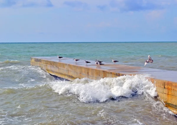 Koude zee en meeuwen in oktober — Stockfoto