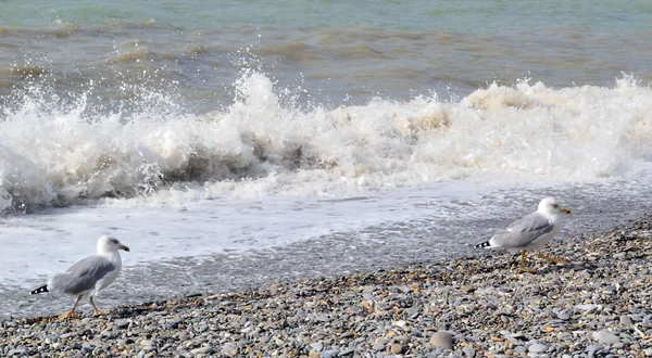 Kalla havet och måsar i oktober — Stockfoto