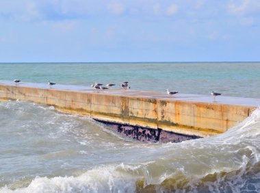 soğuk deniz ve martı Ekim ayında