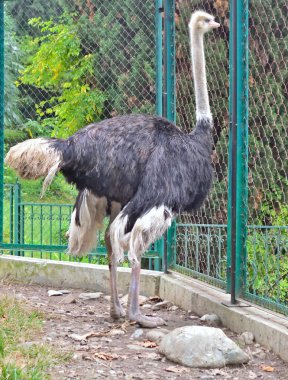 Devekuşu hayvanlar için paddock hayvanat bahçesinde