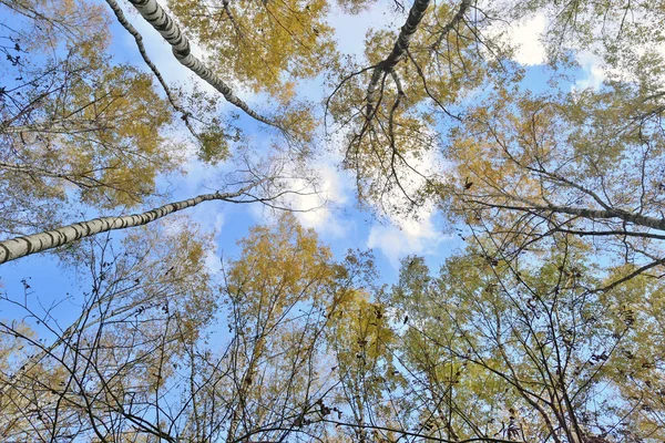 Troncos de árvores com folhas amarelas contra o azul — Fotografia de Stock