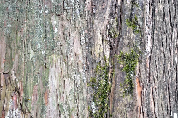 老树干与苔藓在树皮背景 — 图库照片