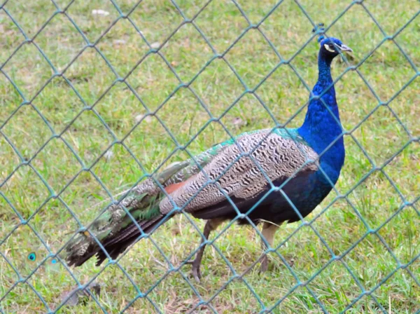 Pfau im Zoo hinter Gittern — Stockfoto