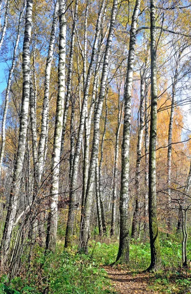 Caminho em um bosque de vidoeiro — Fotografia de Stock