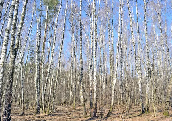 早春の背景の白樺林 — ストック写真