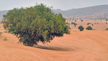 Fas argan ağaçlar