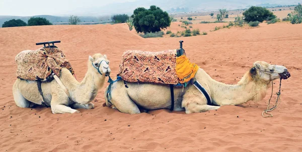 Zwei Kamele liegen im Sand der Wüste — Stockfoto