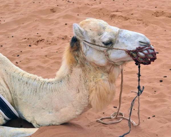 Testa di cammello primo piano — Foto Stock