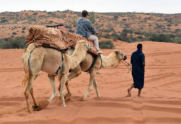 Kamelreiten in der Wüste — Stockfoto