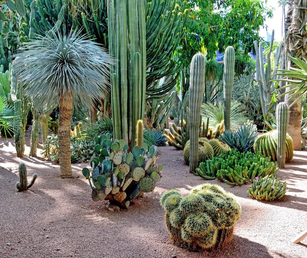 Bahçe Majorelle Marakeş, Fas