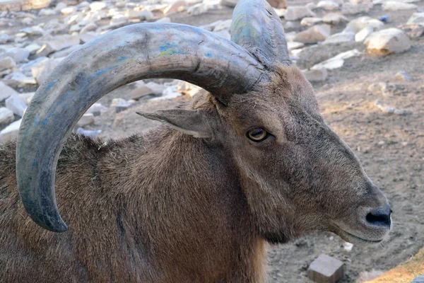 Head of a mountain goat with round horns close-up — Stock Photo, Image