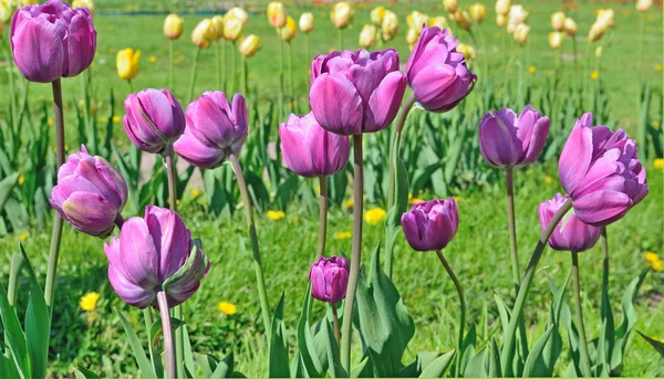 Tulpen van lila kleur groeien op een flowerbed — Stockfoto