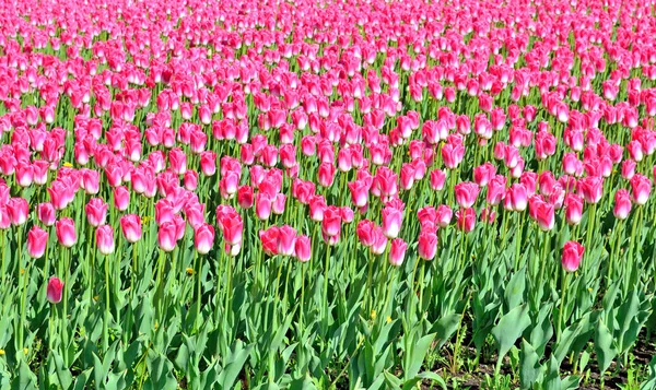 Roze tulpen groeien op een grote bloem bed, achtergrond — Stockfoto