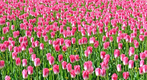 Roze tulpen groeien op een grote bloem bed, achtergrond — Stockfoto