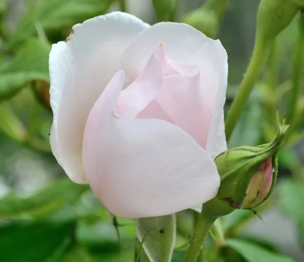 Rosa de cor rosa pálida macro — Fotografia de Stock