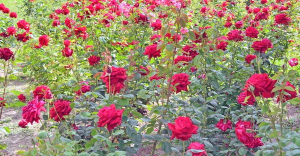 Pek çok kırmızı gül bahçesinde bir tespih büyümek — Stok fotoğraf