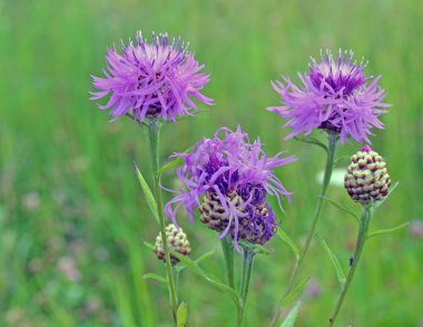 Thistle yeşil çim zemin üzerine tomurcukları
