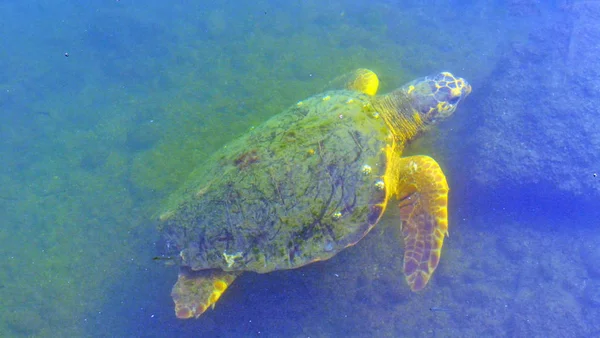 A tartaruga nada debaixo de água — Fotografia de Stock
