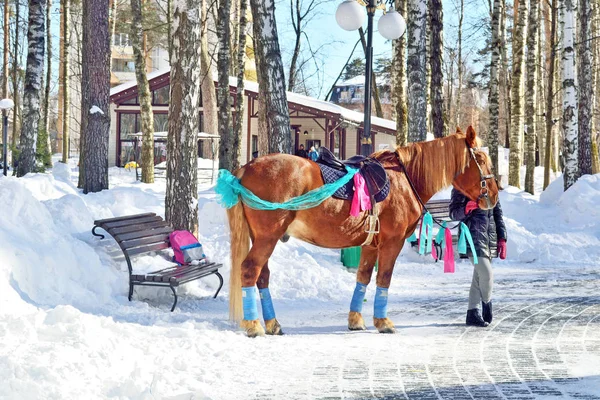 Um cavalo para passeios no parque da cidade — Fotografia de Stock