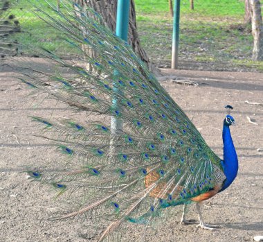 Tavus kuşu ve diğer kuşlar kalem çiftlikte yaşamak