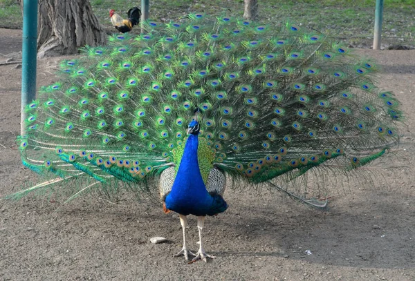 Peacock and other birds live in the pen on the farm — Stock Photo, Image