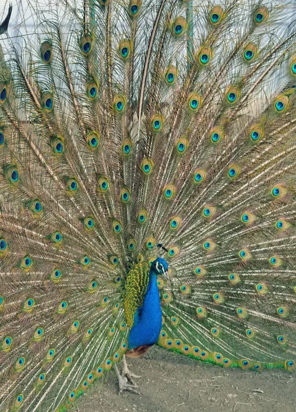 Pavão e outras aves vivem na caneta na fazenda — Fotografia de Stock