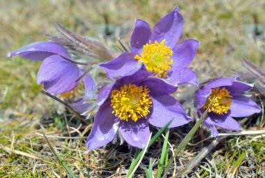 bahar çiçekleri yerlerde doğal büyüme doğada