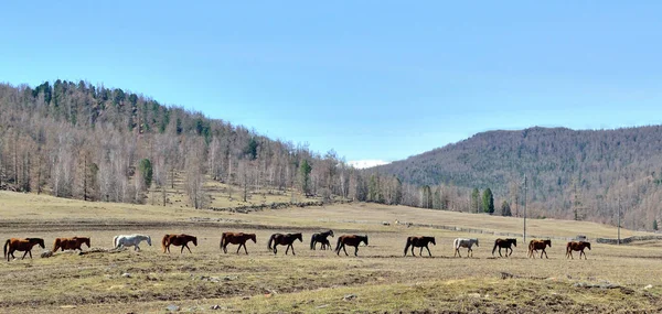 Paesaggio montano con una mandria di cavalli — Foto Stock