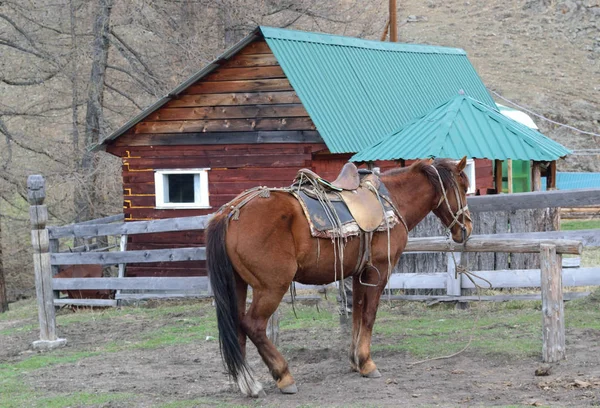 Ein Pferd wartet auf einen Reiter zum Reiten — Stockfoto