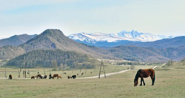 Paisagem com cavalos em Gorny Altai, Rússia — Fotografia de Stock